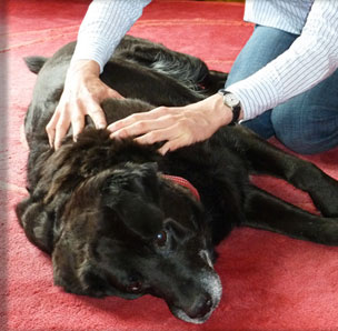 Behandlungsanwendung beim Hund