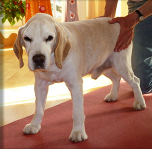 Behandlungsanwendung beim Hund